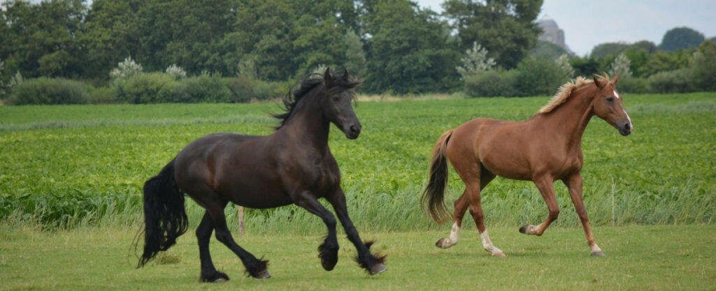 paarden-jpg-scaletype-1-width-1200-height-1200-ext_260795868.jpeg